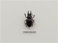 藏品(黑腳深山鍬形蟲)的圖片